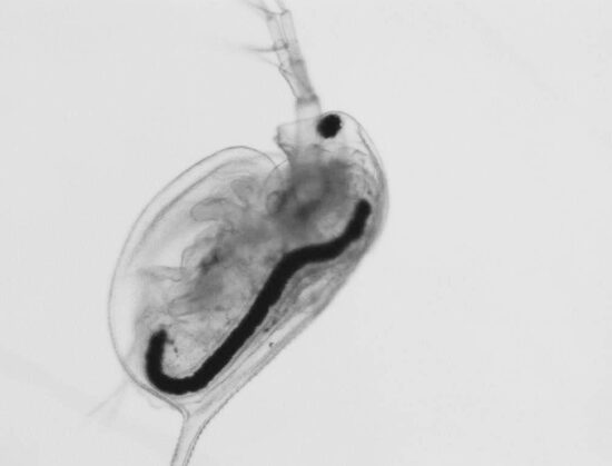 Daphnia_tratada_con_grafeno